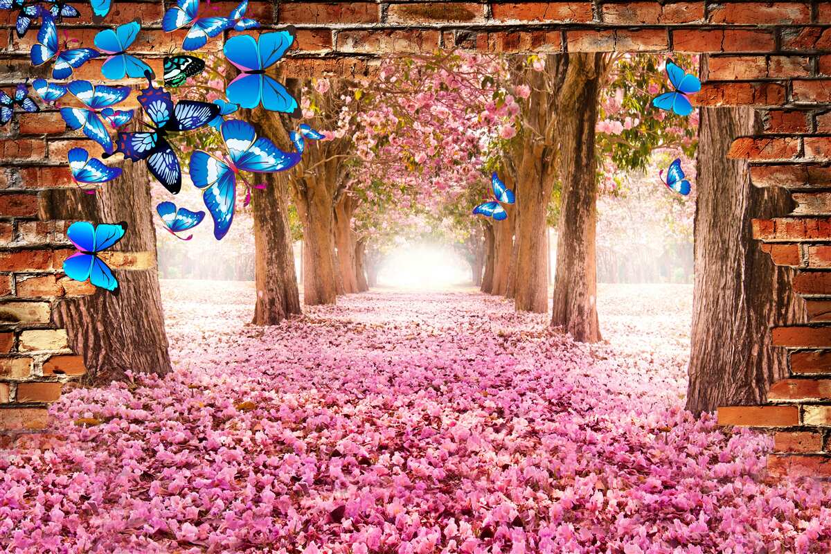 Fototapeta sakura przyciąga motyle swoimi kwiatami