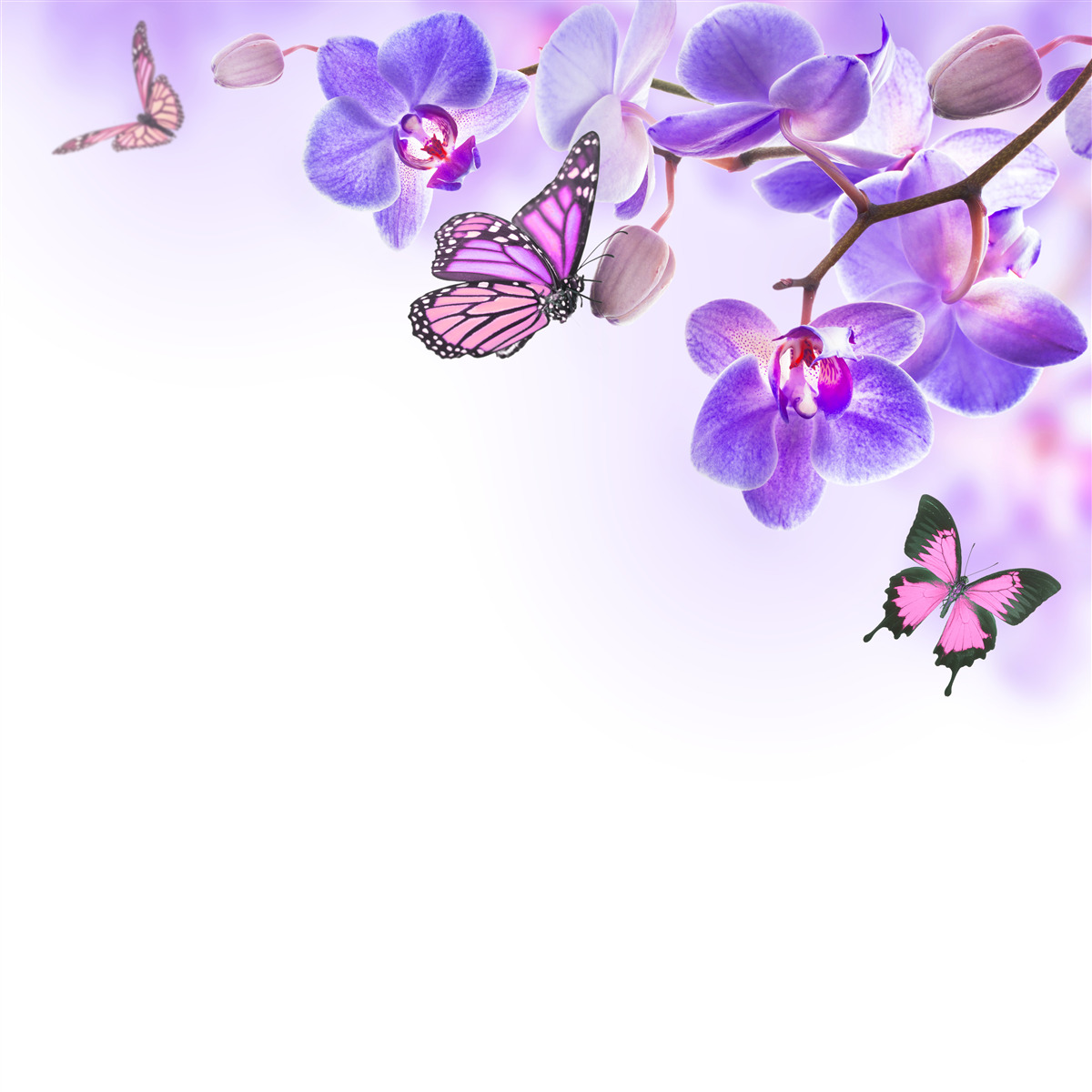 Fototapeta motyle unoszą się nad orchideami z fioletowo-niebieskimi płatkami