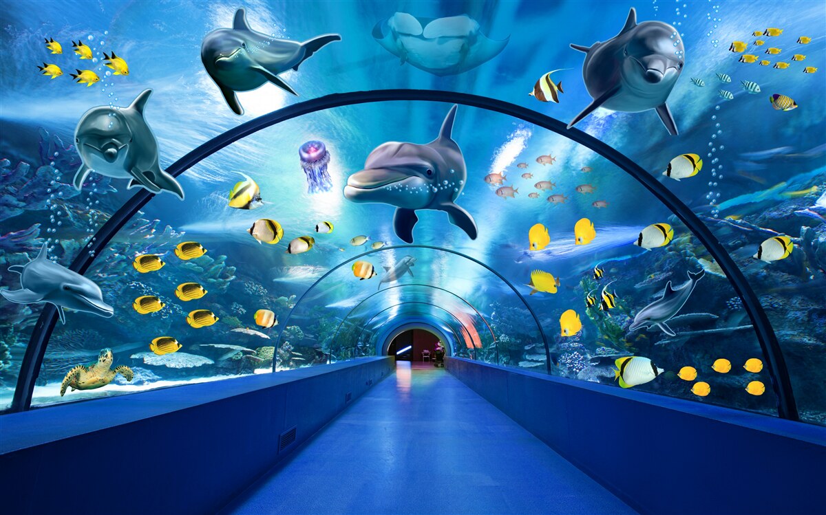 Fototapeta delfiny oceaniczne