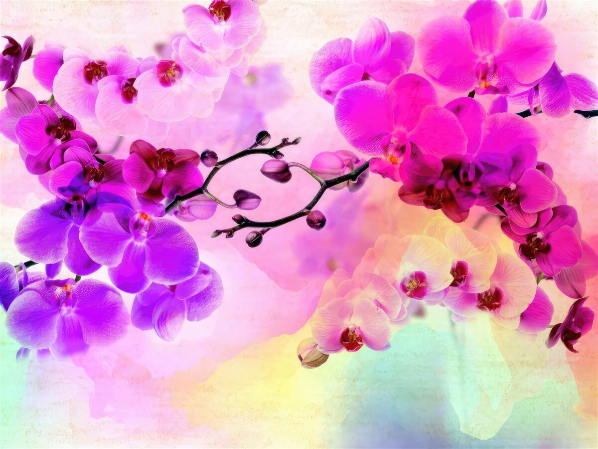 Fototapeta orchidee we wszystkich odcieniach tęczy