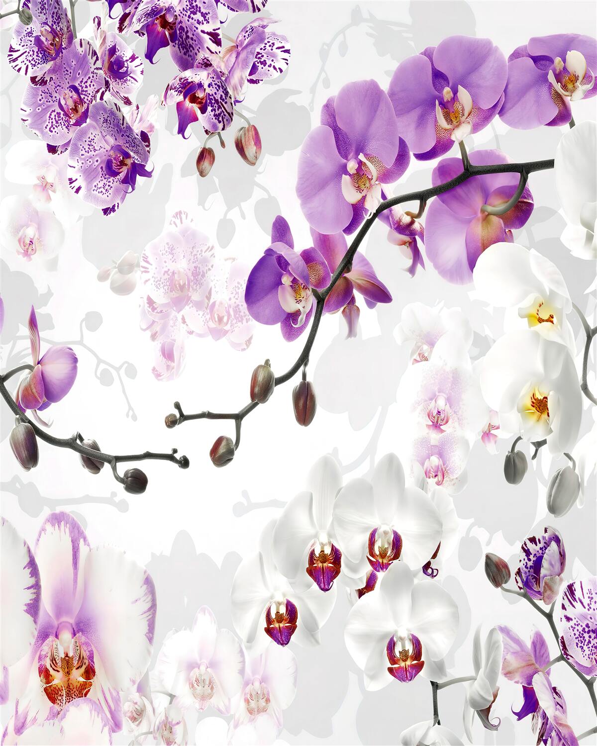 Fototapeta gałąź z kwitnącymi fioletowymi orchideami