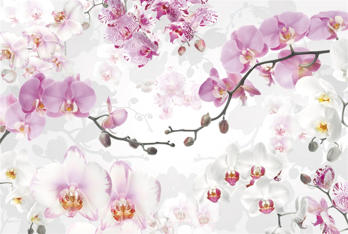 Fototapeta gałęzie orchidei