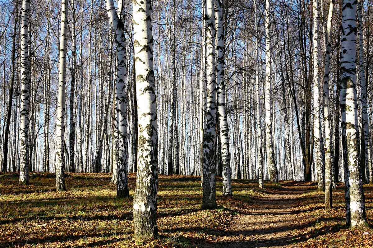 Fototapeta liście spadły z drzew