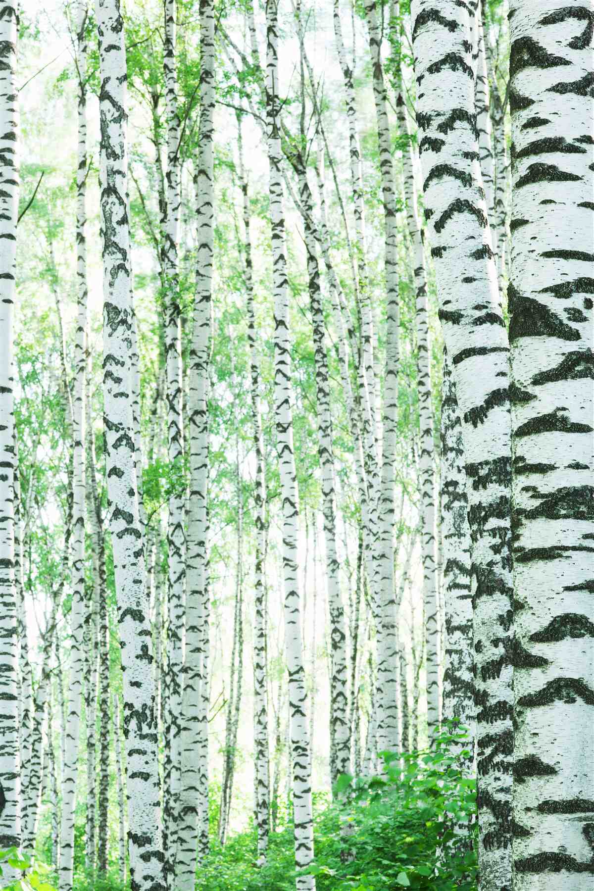 Fototapeta jasne brzozy