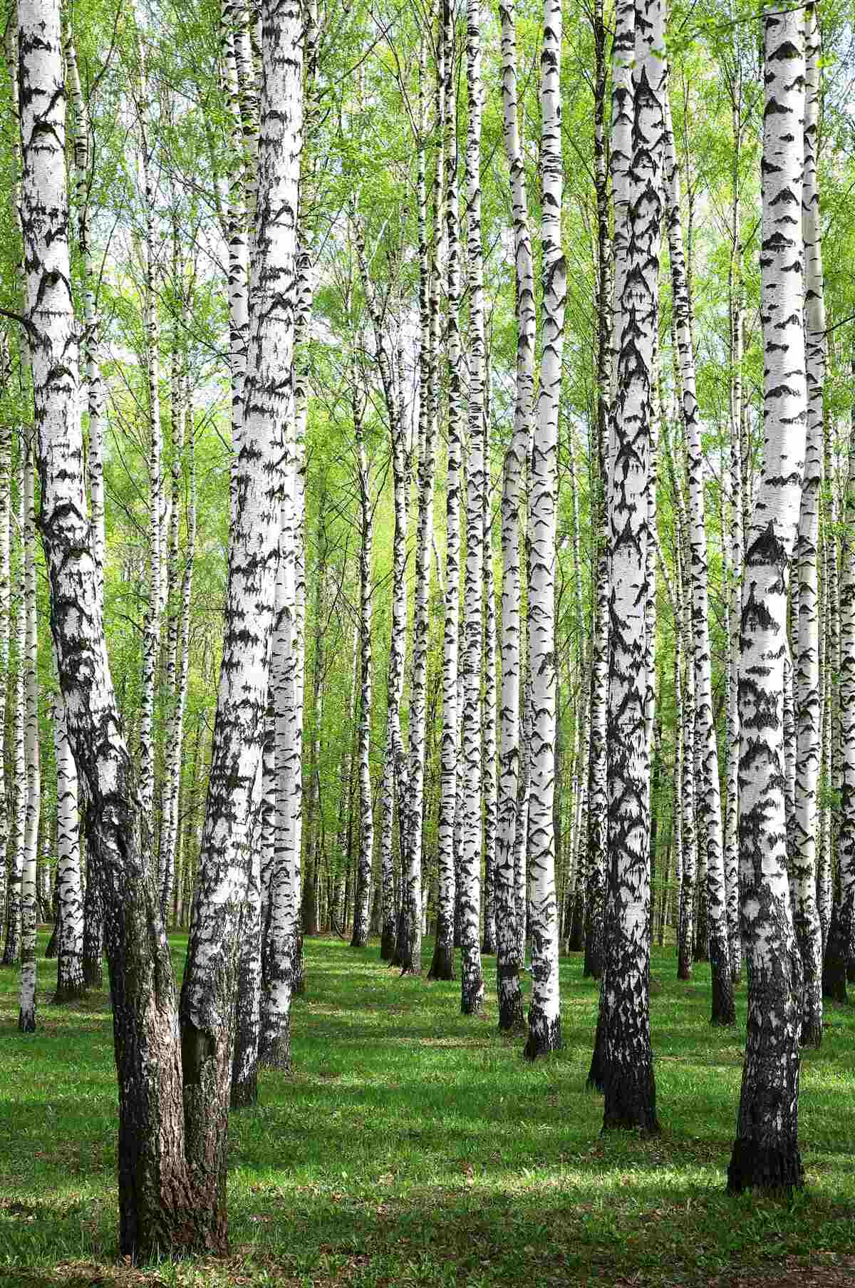 Fototapeta piękny las brzozowy