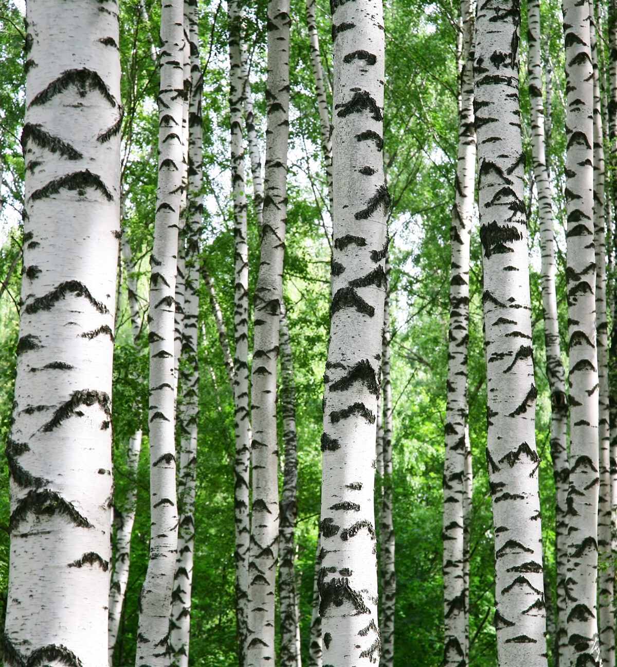 Fototapeta rzędy smukłych brzóz