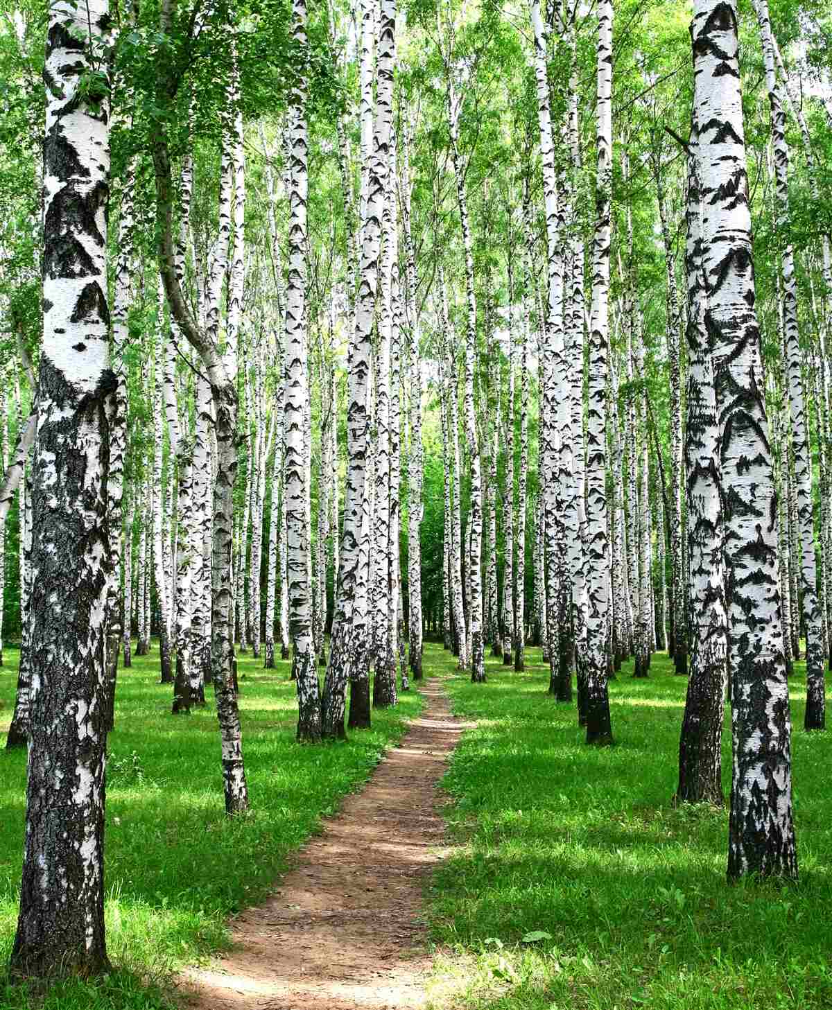 Fototapeta ścieżka wśród brzóz