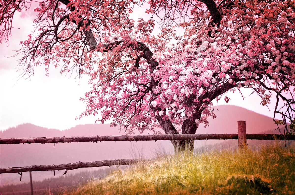 Fototapeta kwitnące drzewo sakura