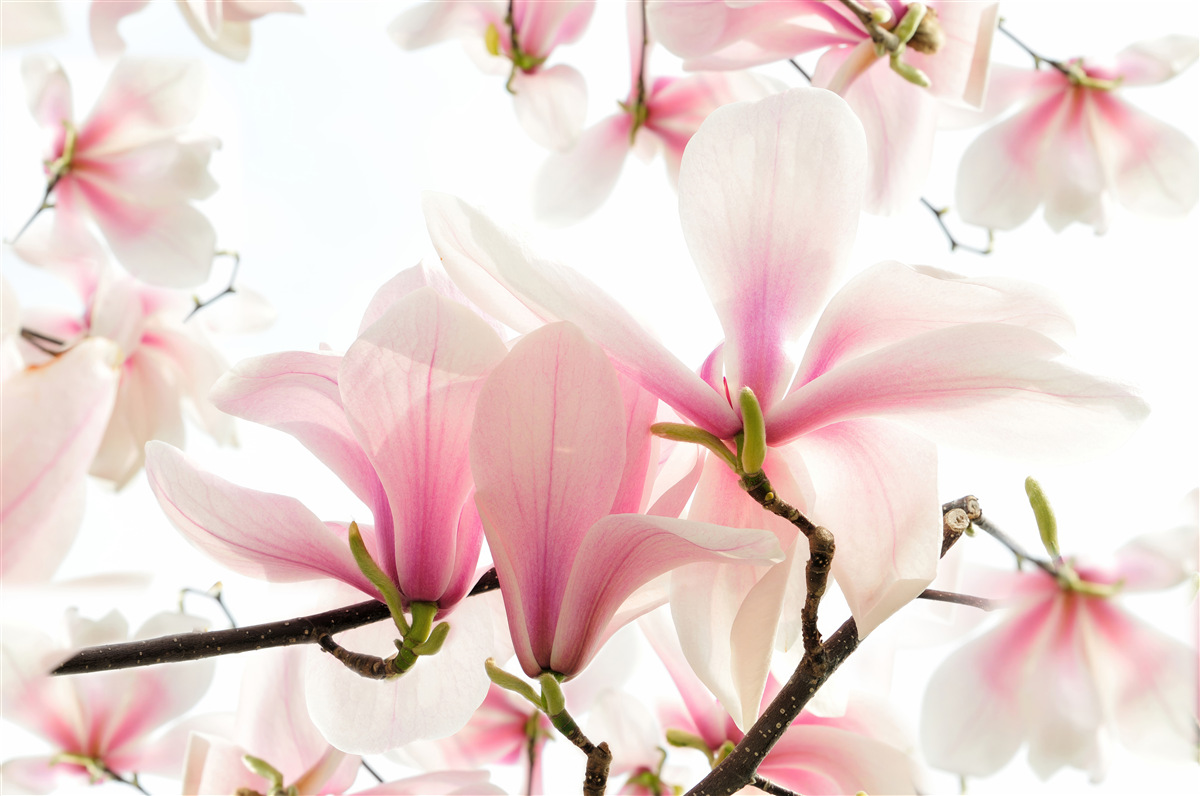 Fototapeta kwitnące magnolie