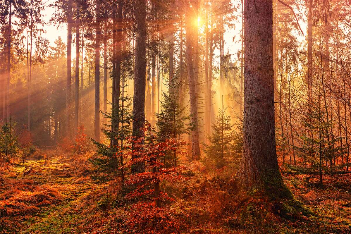 Fototapeta las jesienią oświetlony promieniami słońca