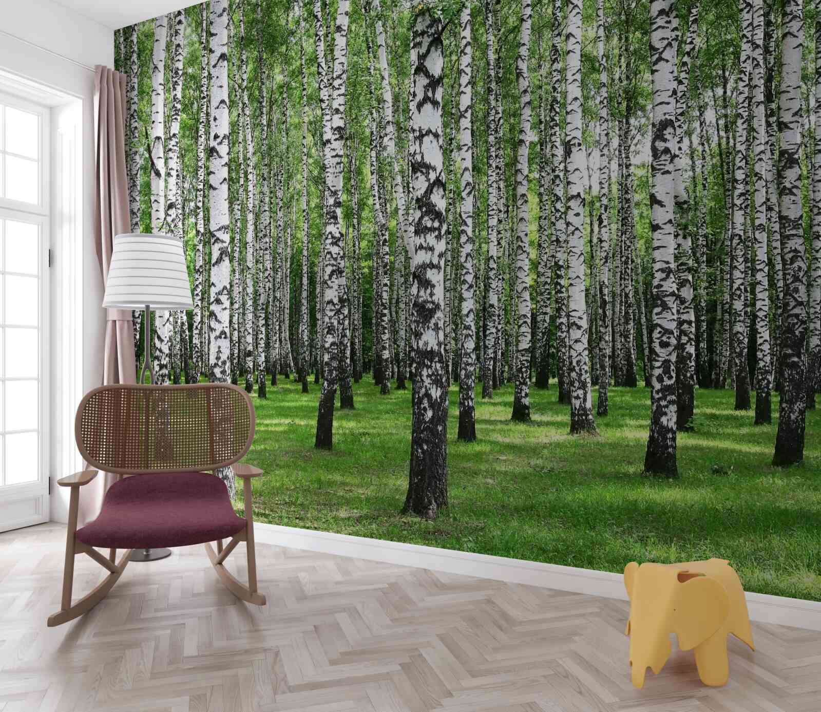 Fototapeta rozległy gaj brzozowy