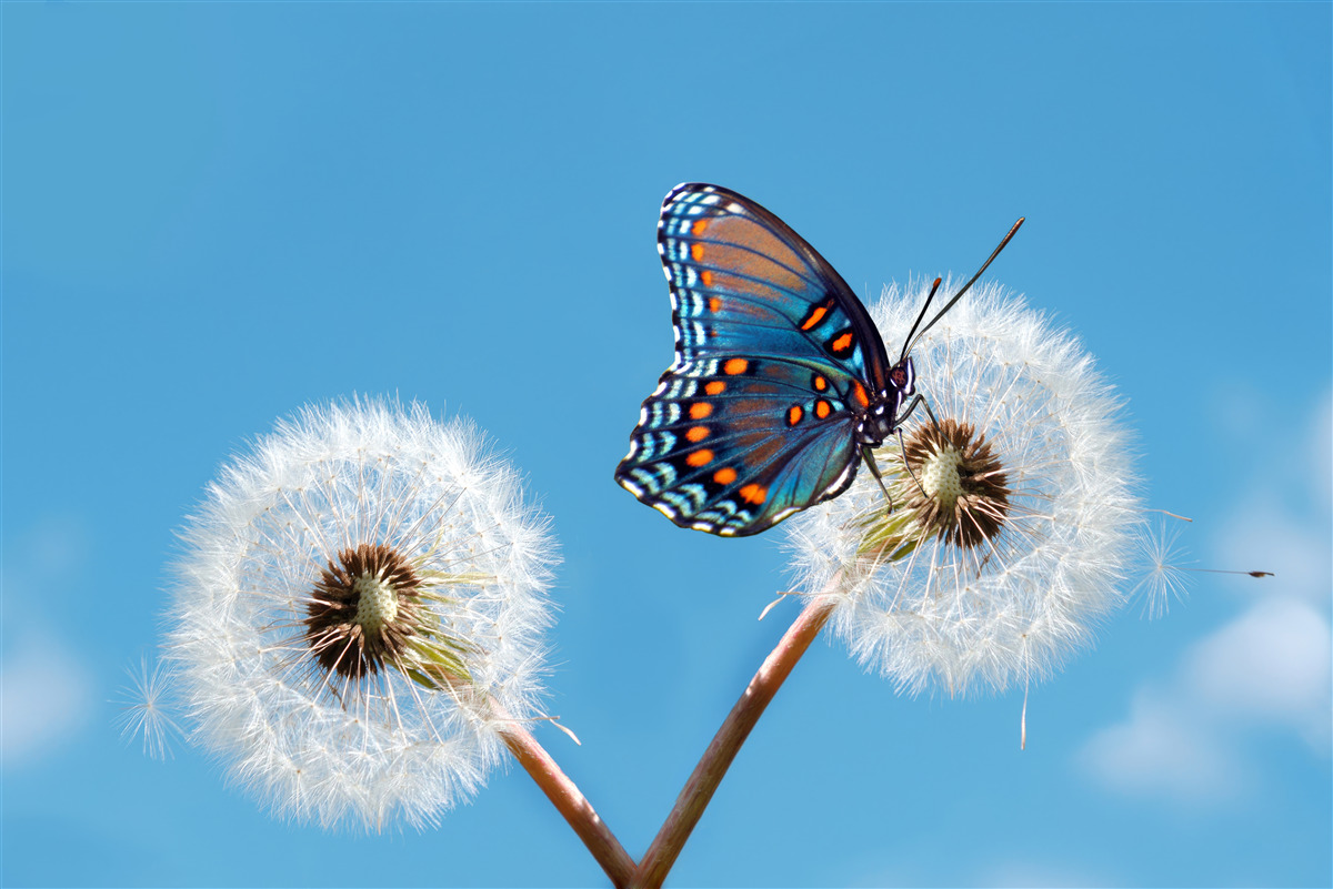 Fototapeta motyl siedzi na zwiędłym mniszku