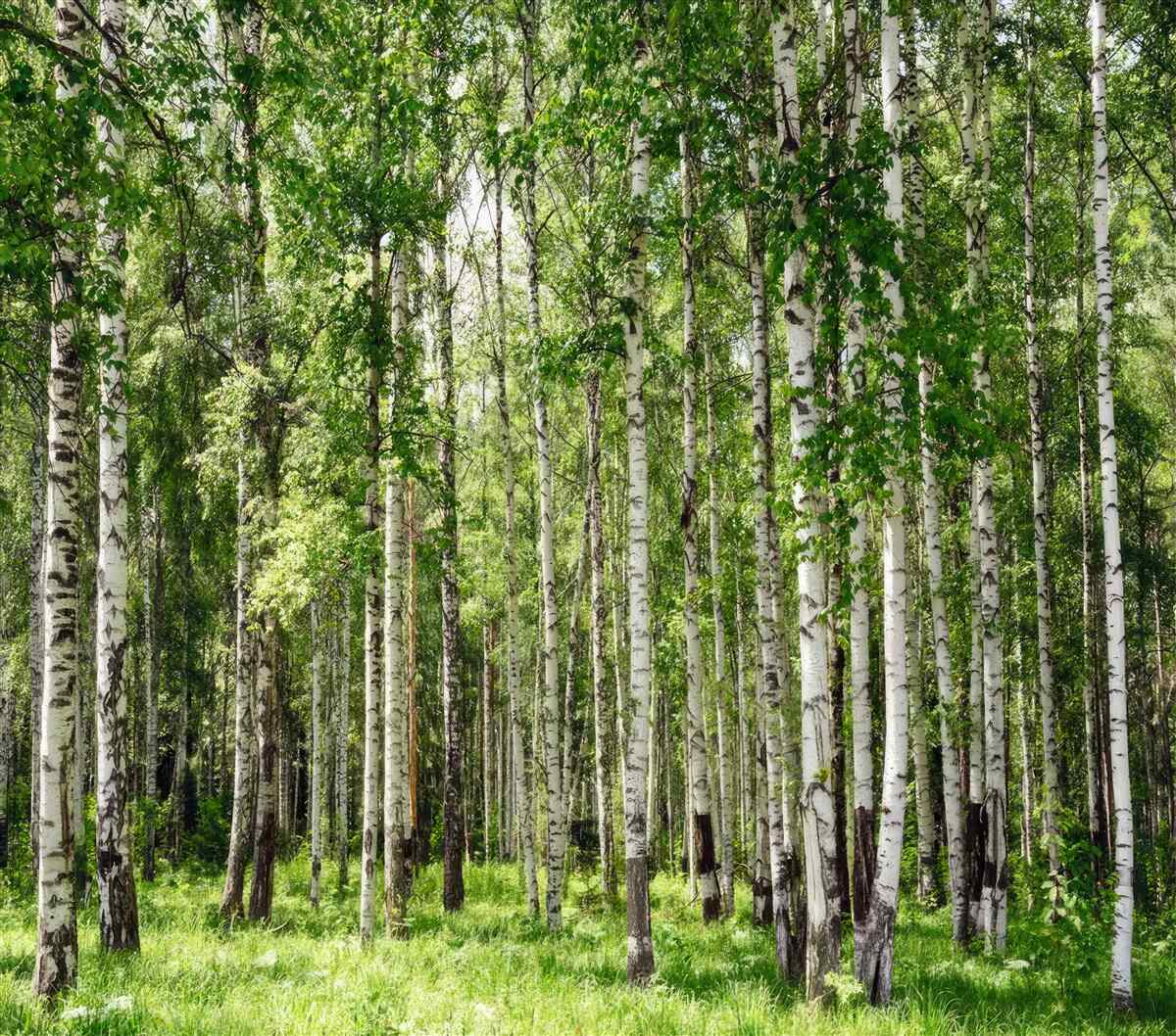 Fototapeta pełen wdzięku brzozy