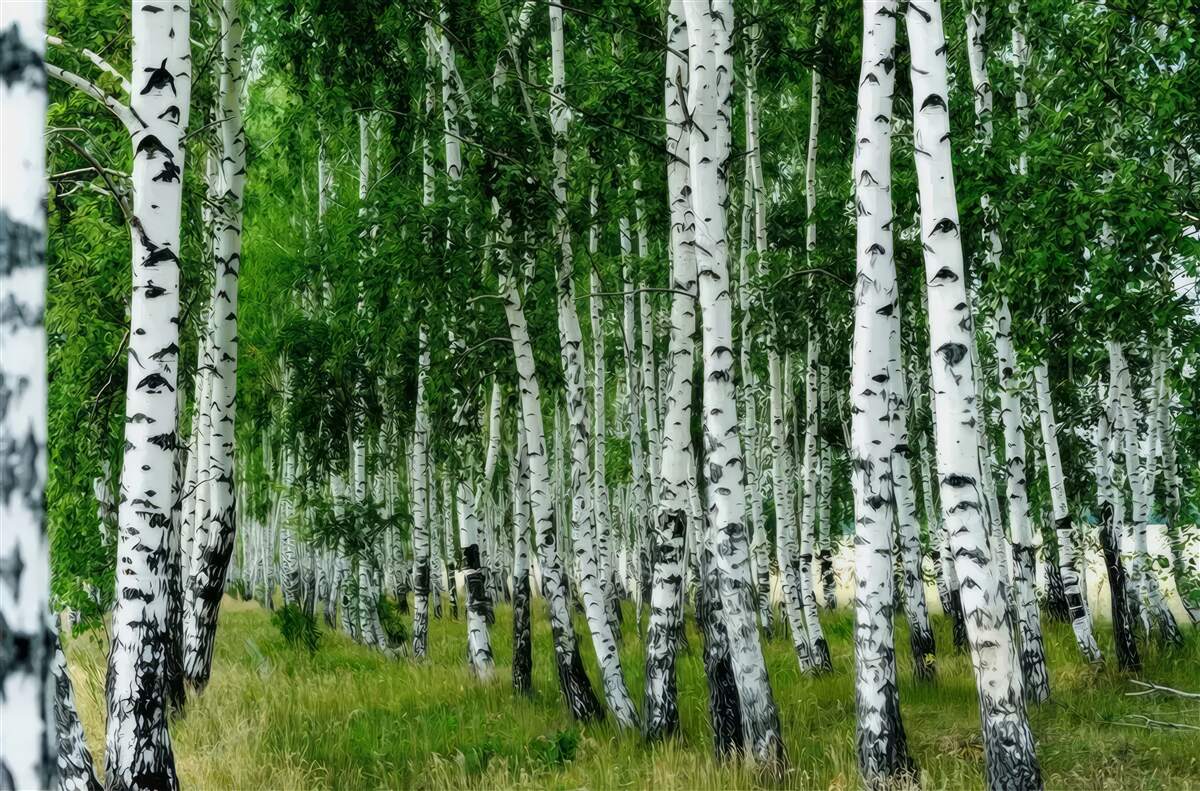 Fototapeta gęsty gaj brzozowy