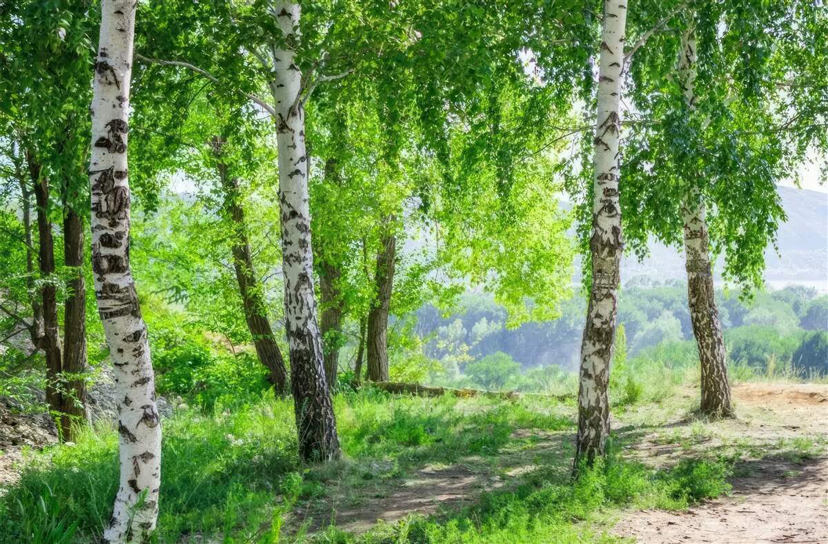 Fototapeta las pełen zielonych brzóz