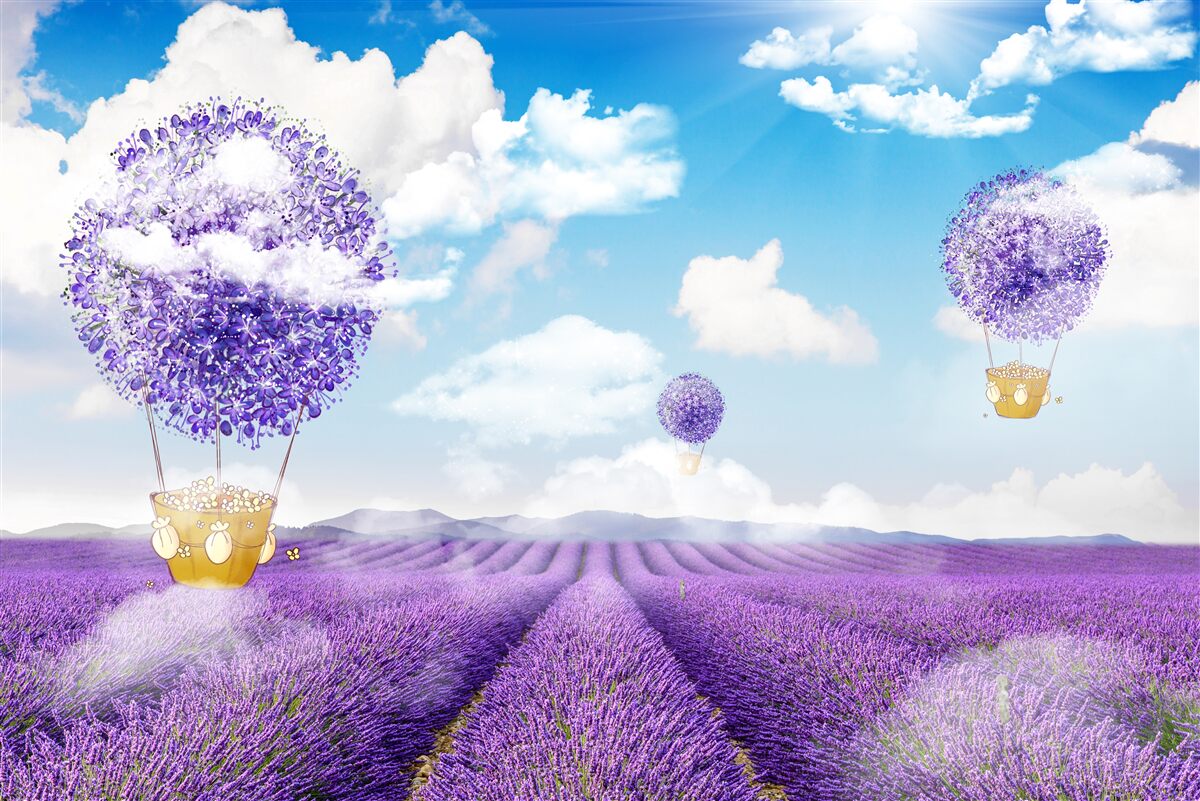 Fototapeta plantacja lawendy i balony