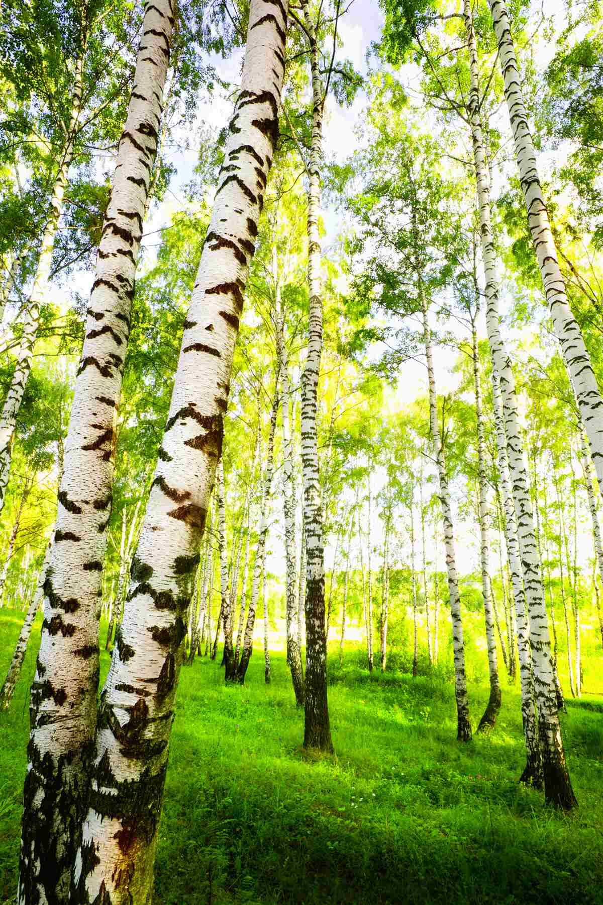 Fototapeta letni gaj smukłych brzóz