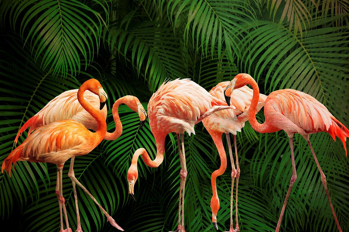 Fototapeta różowe flamingi w lesie z zielonymi drzewami