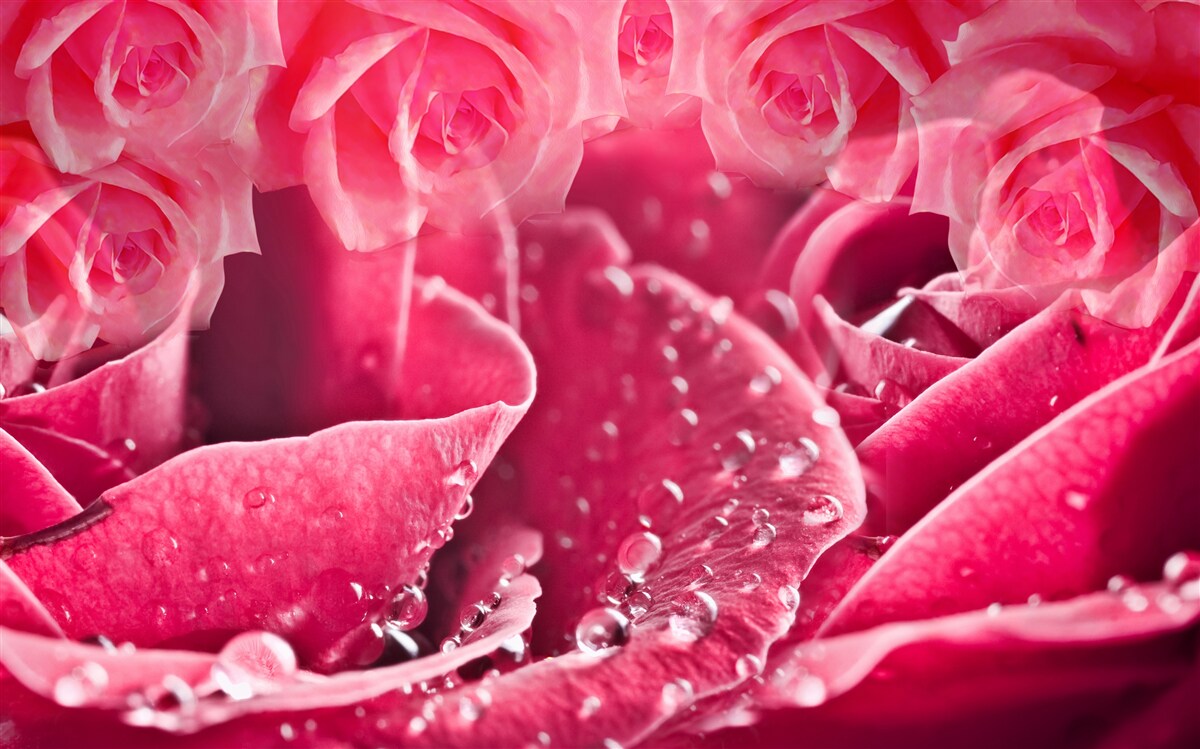 Fototapeta krople rosy na róży