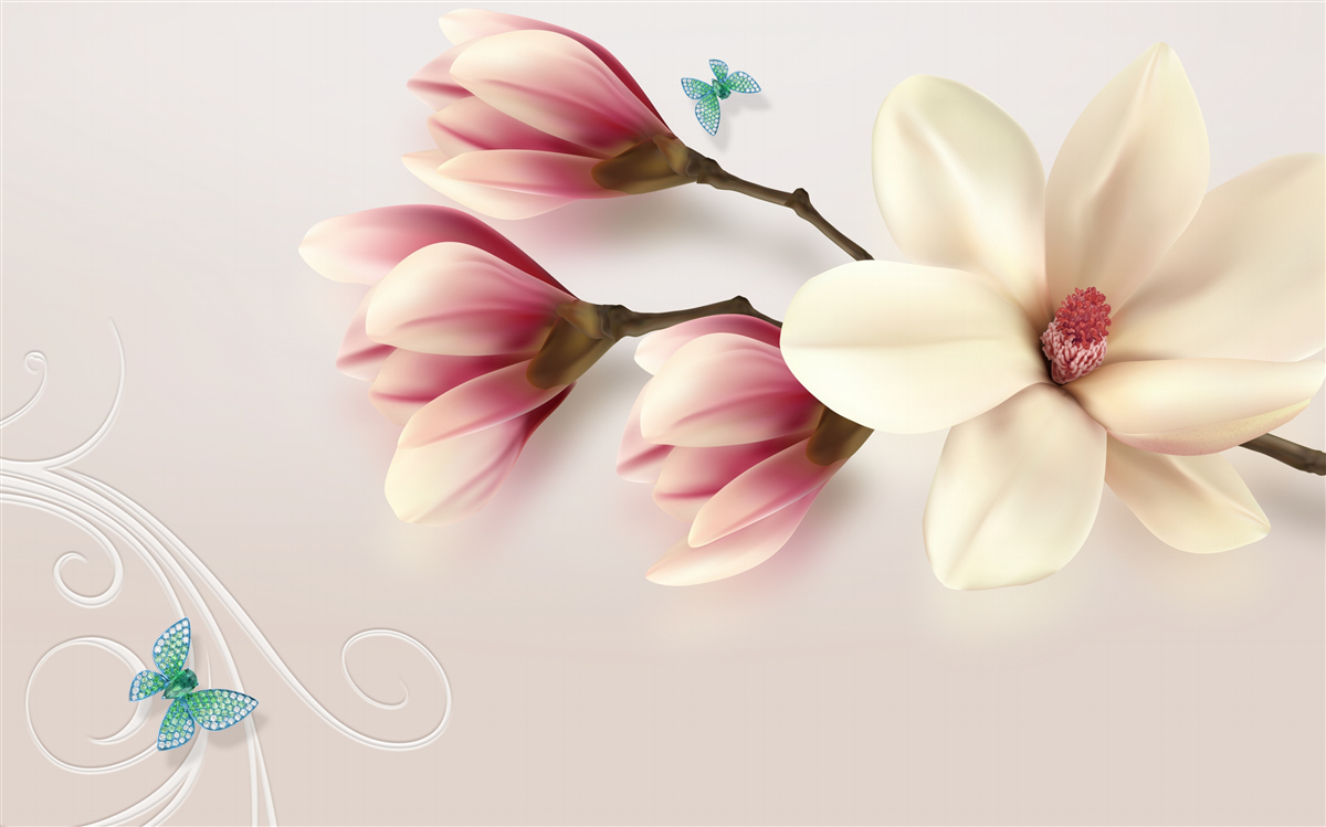 Fototapeta biała magnolia w pełnym rozkwicie