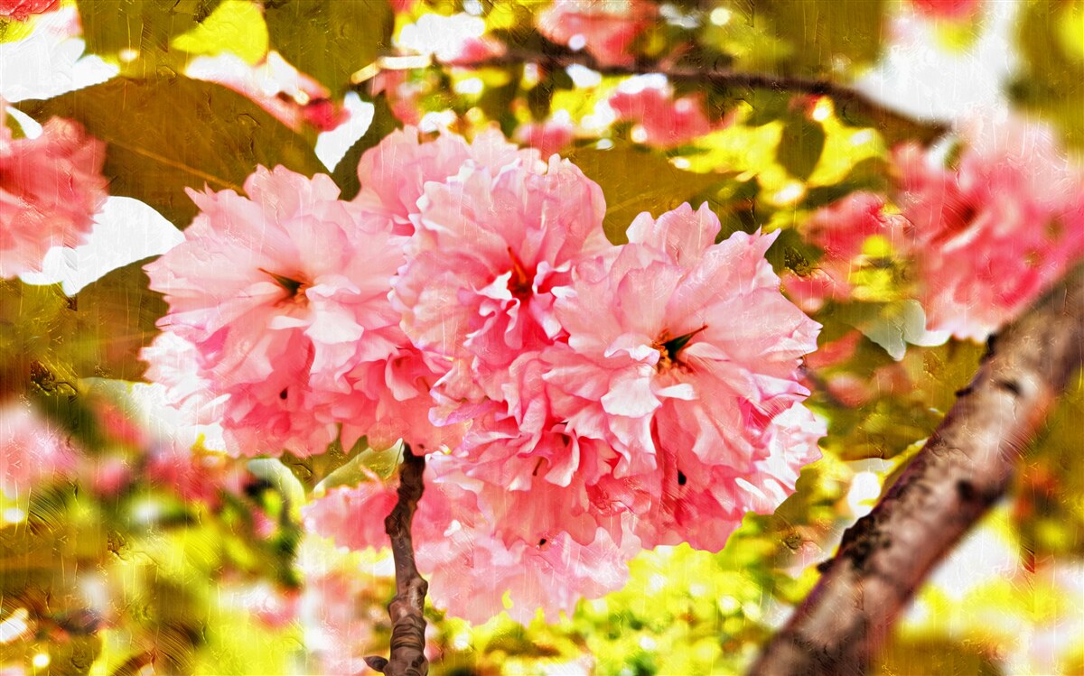 Fototapeta kanzan sakura w pełnym rozkwicie
