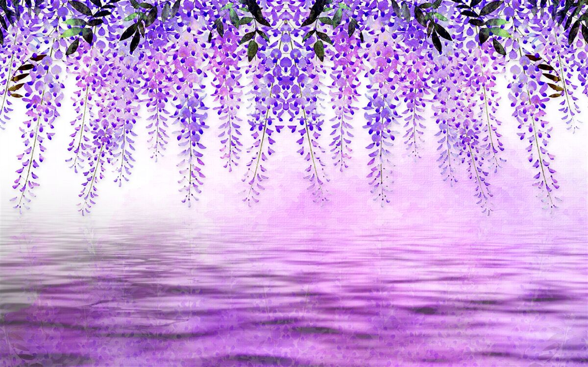 Fototapeta wisteria o fioletowym odcieniu na tle tego samego koloru