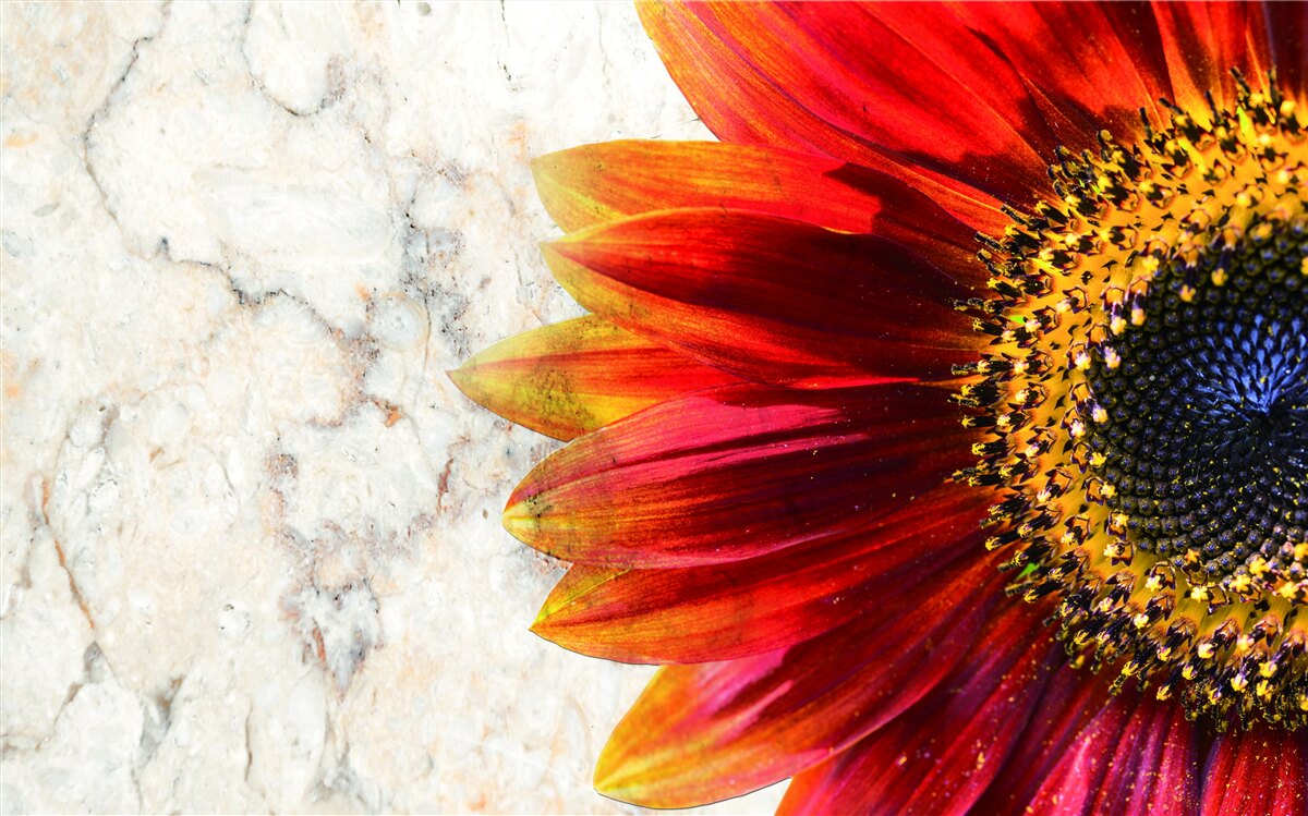 Fototapeta ogromna czerwono-pomarańczowa gerbera